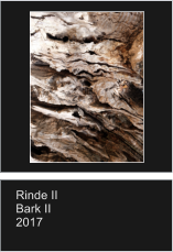 Rinde II Bark II 2017