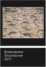 Bodendecker Groundcover 2017