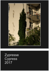 Zypresse Cypress 2017